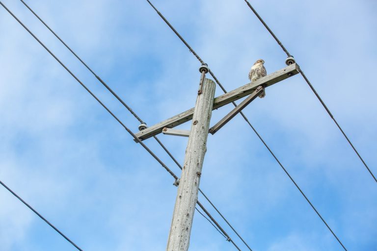 Power Pole and Lines